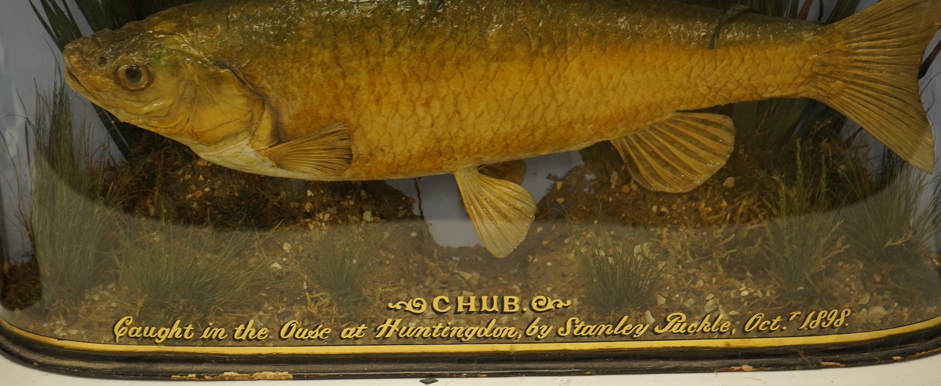 A taxidermy Chub in a bowed case, inscribed ‘Caught in the Ouse at Huntingdon, by Stanley Puckle, Oct. 1898’, 59cm wide